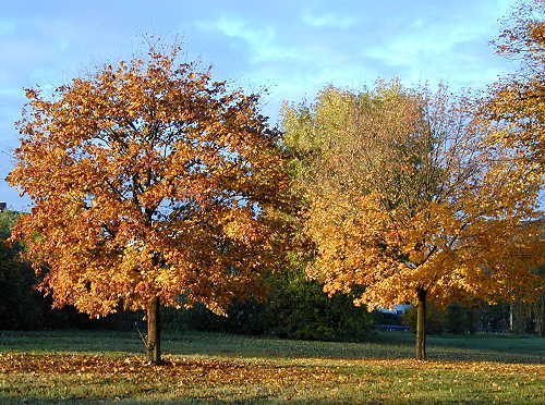 Herbstbume