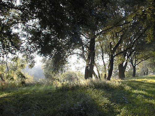 Im Schwanheimer Wald