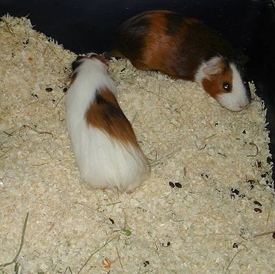 Meerschweinchen