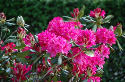 Rhododendron; Bildquelle: pixelio.de