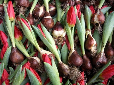 Tulpen